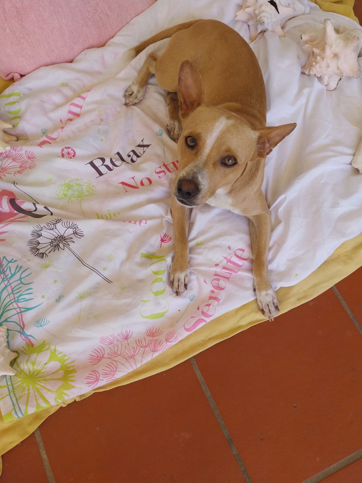 Chiens à adopter